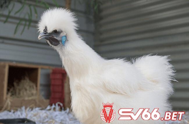 Đôi nét nổi bật của gà lông lụa - gà Silkie 