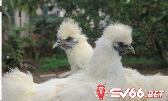 Giống gà Silkie rất hiền và thân thiện 