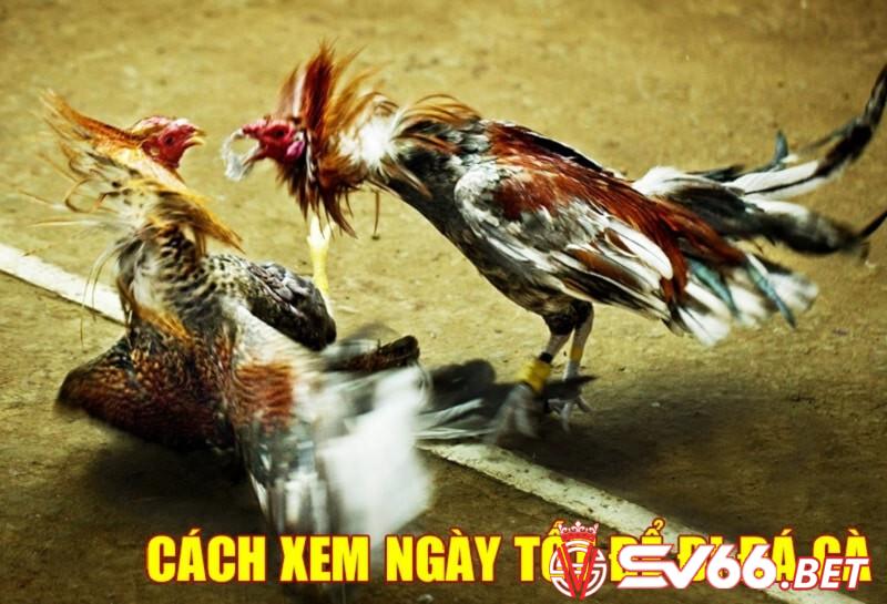 Lý do nên xem ngày đá gà tốt