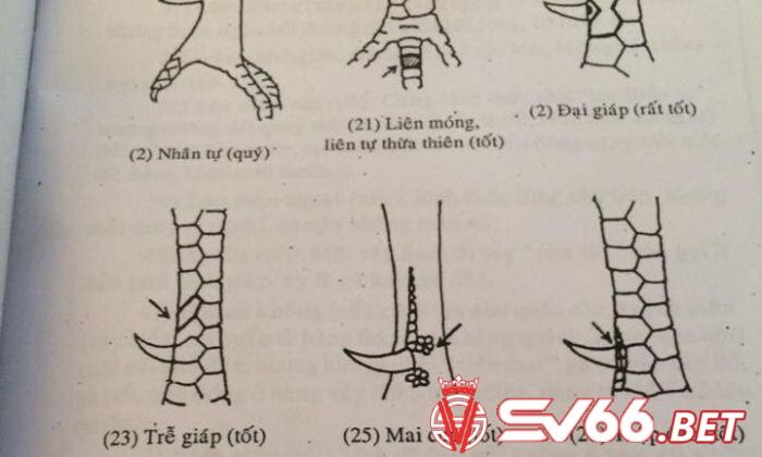 Một loại vảy gà đá tốt khác