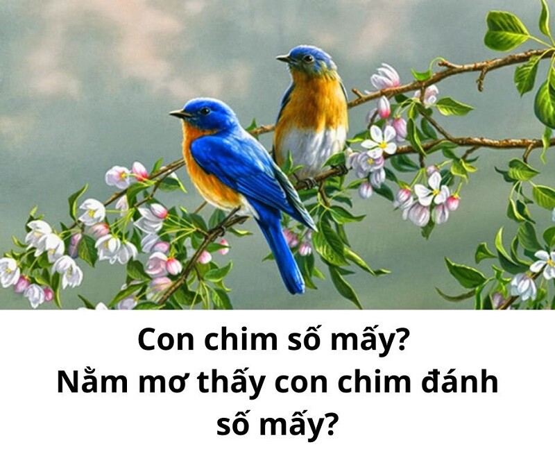 Mơ thấy chim sẻ đánh số mấy?