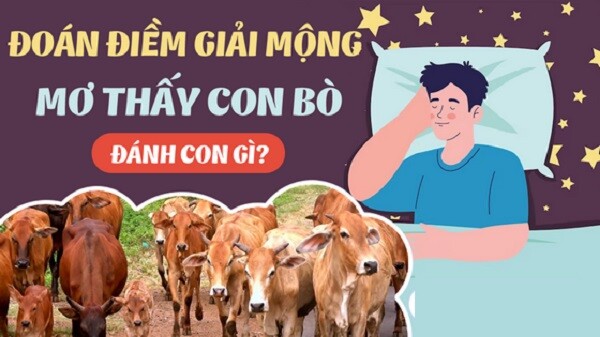 Mơ thấy bò đánh con gì dễ trúng thưởng lớn?